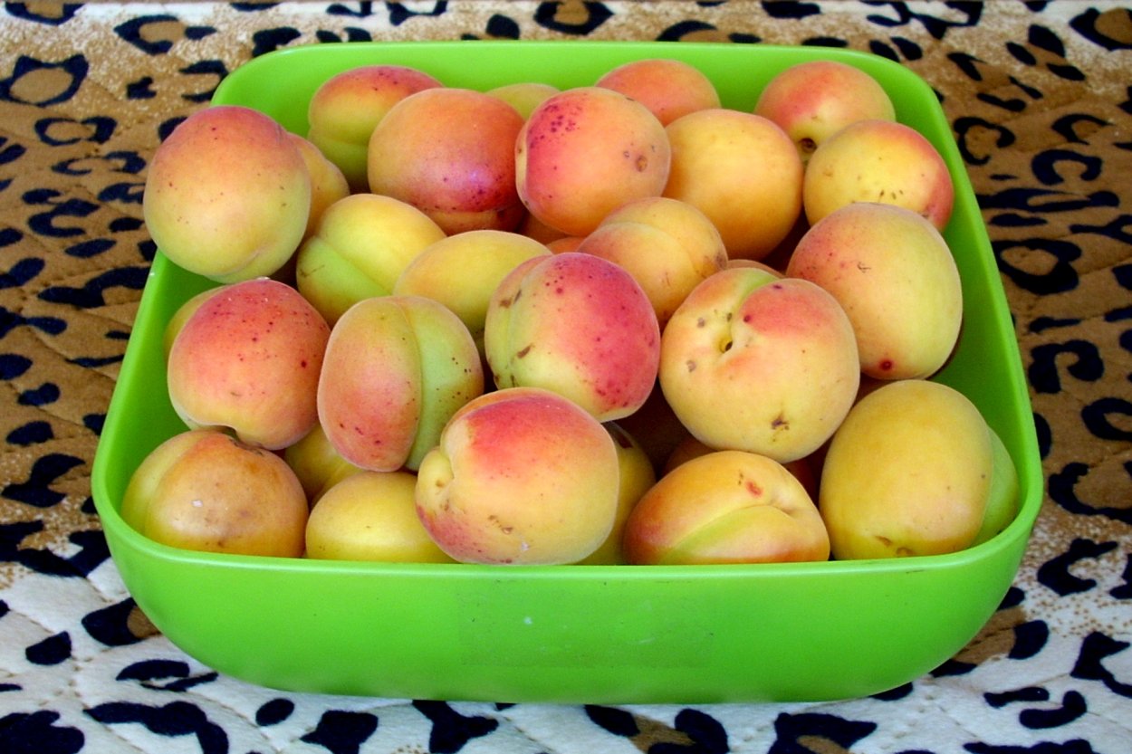 Абрикос сорт жердела