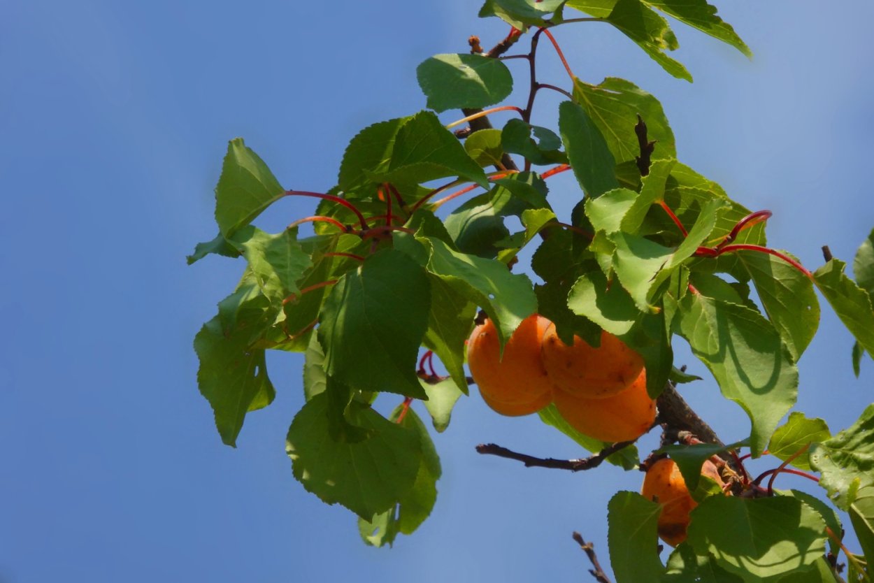 Дикий абрикос дерево