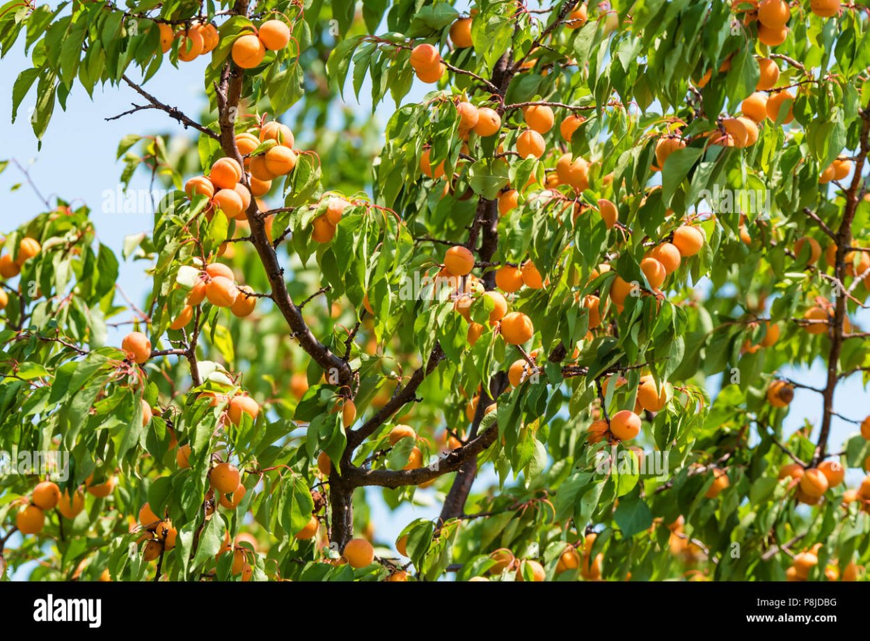 Жердела дерево
