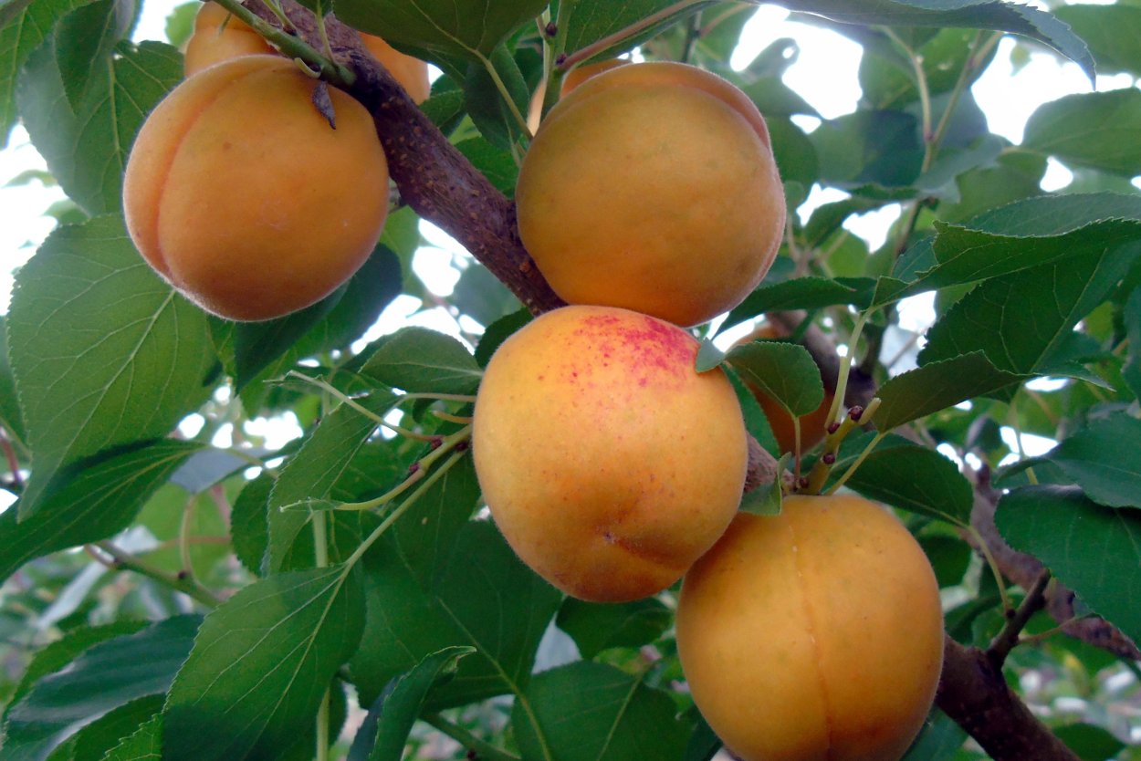 Абрикос Чемальский зимостойкий