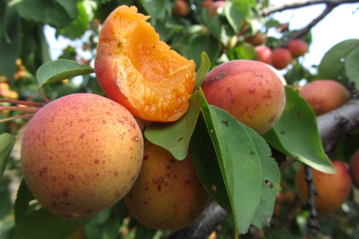 Абрикос алёша