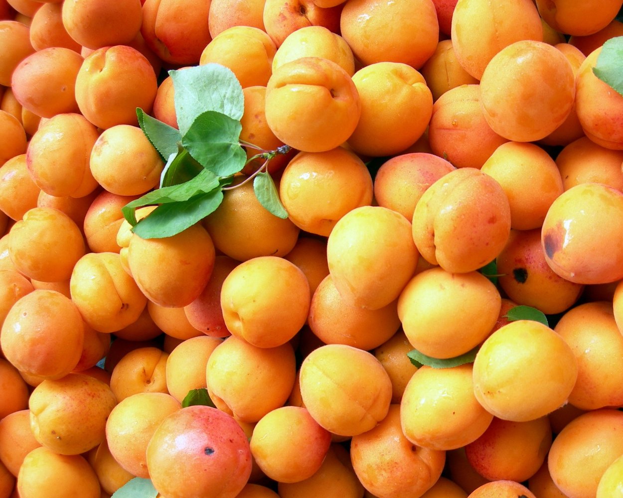 Армянский абрикос Шалах