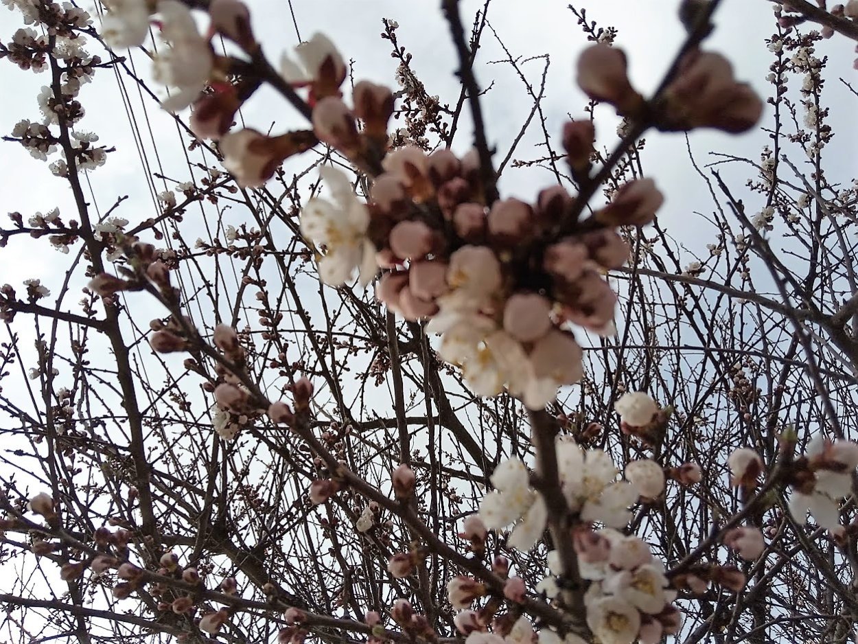 Дикий абрикос жердель