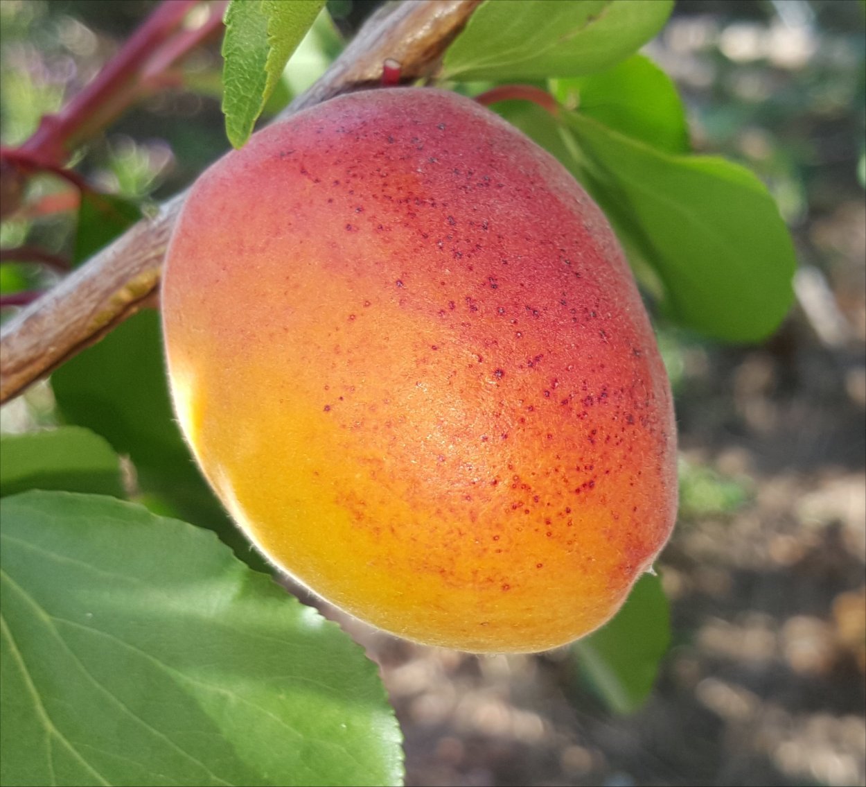 Алыча Голден Плумза