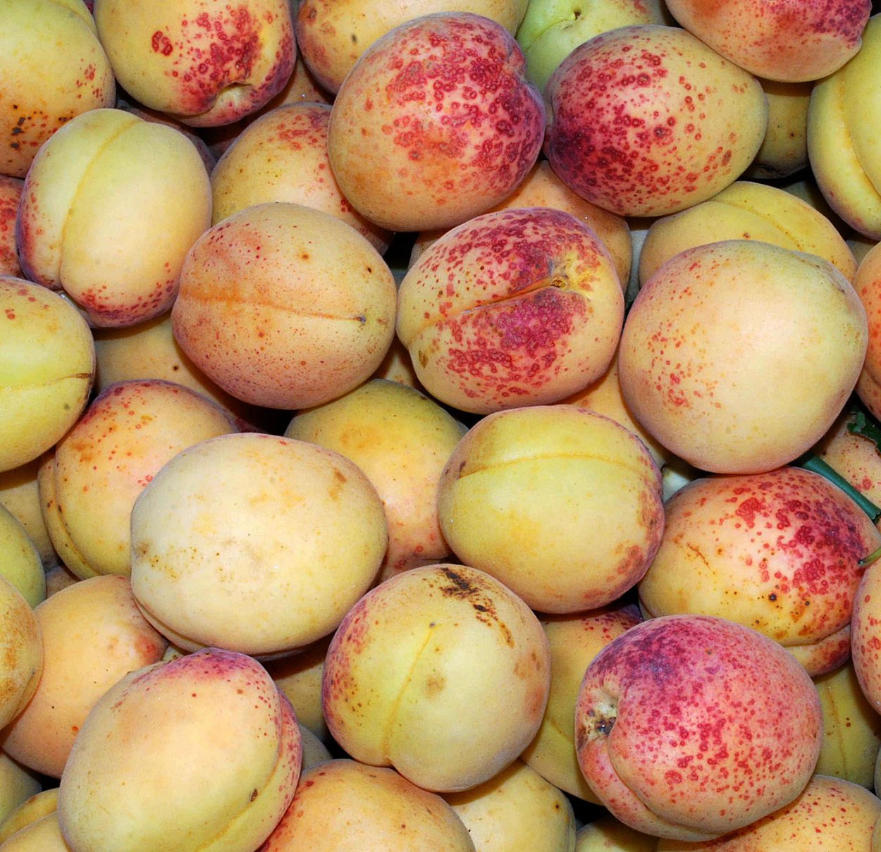 Абрикос или жердела