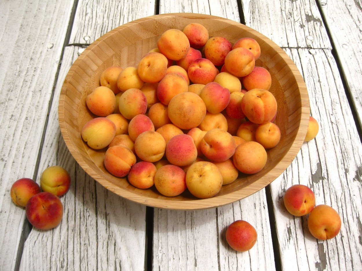 Абрикос жердела