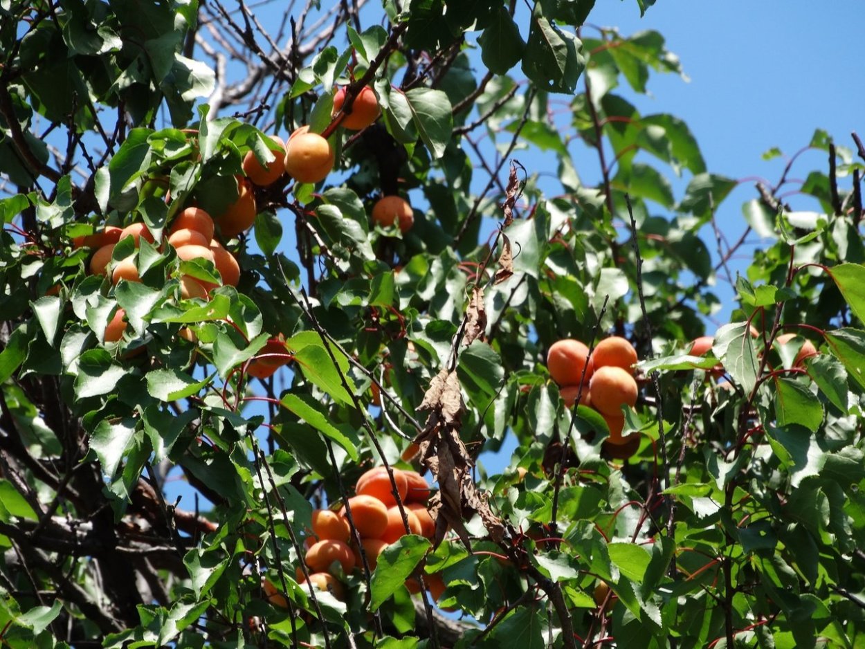 Абрикос дикий жердела