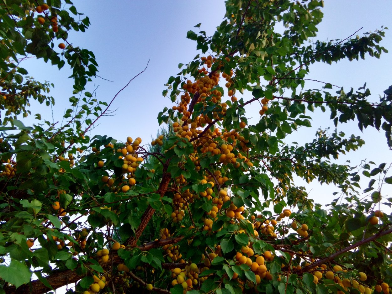 Дикий абрикос жердель