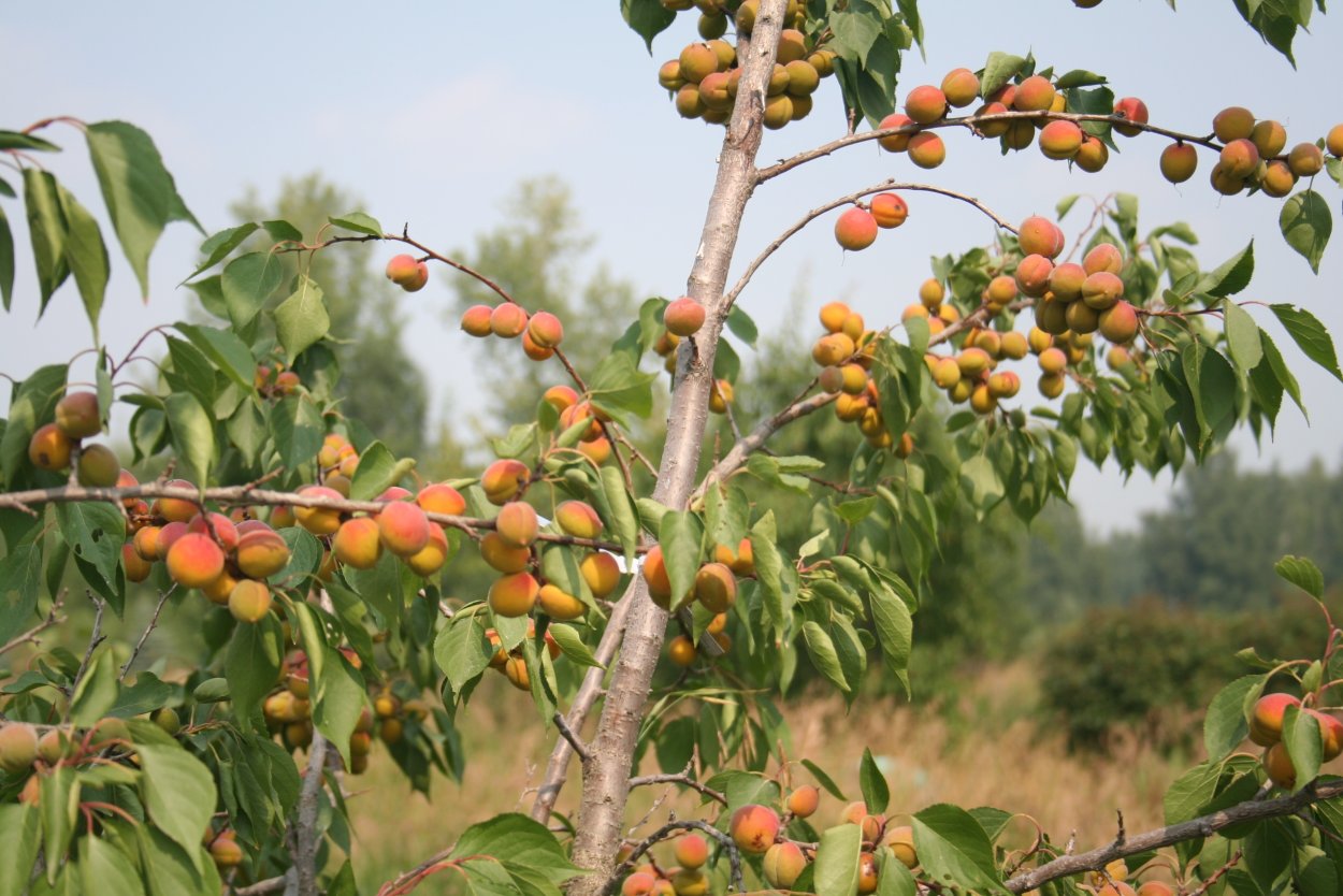 Абрикос маньчжурский armeniaca