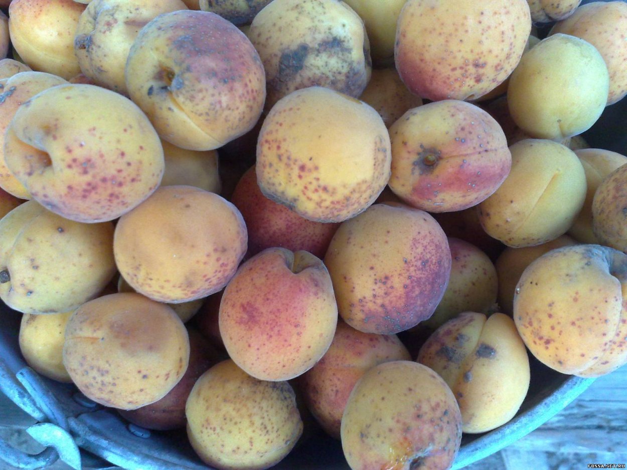 Жерделы и абрикосы