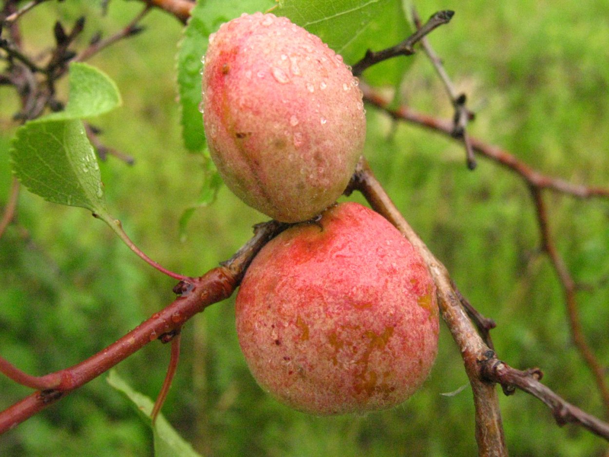 Абрикос Сибирский плоды