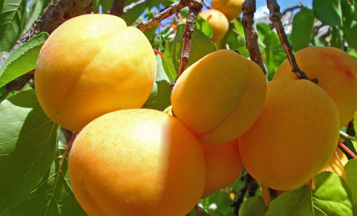 Абрикос Куйбышевский ранний