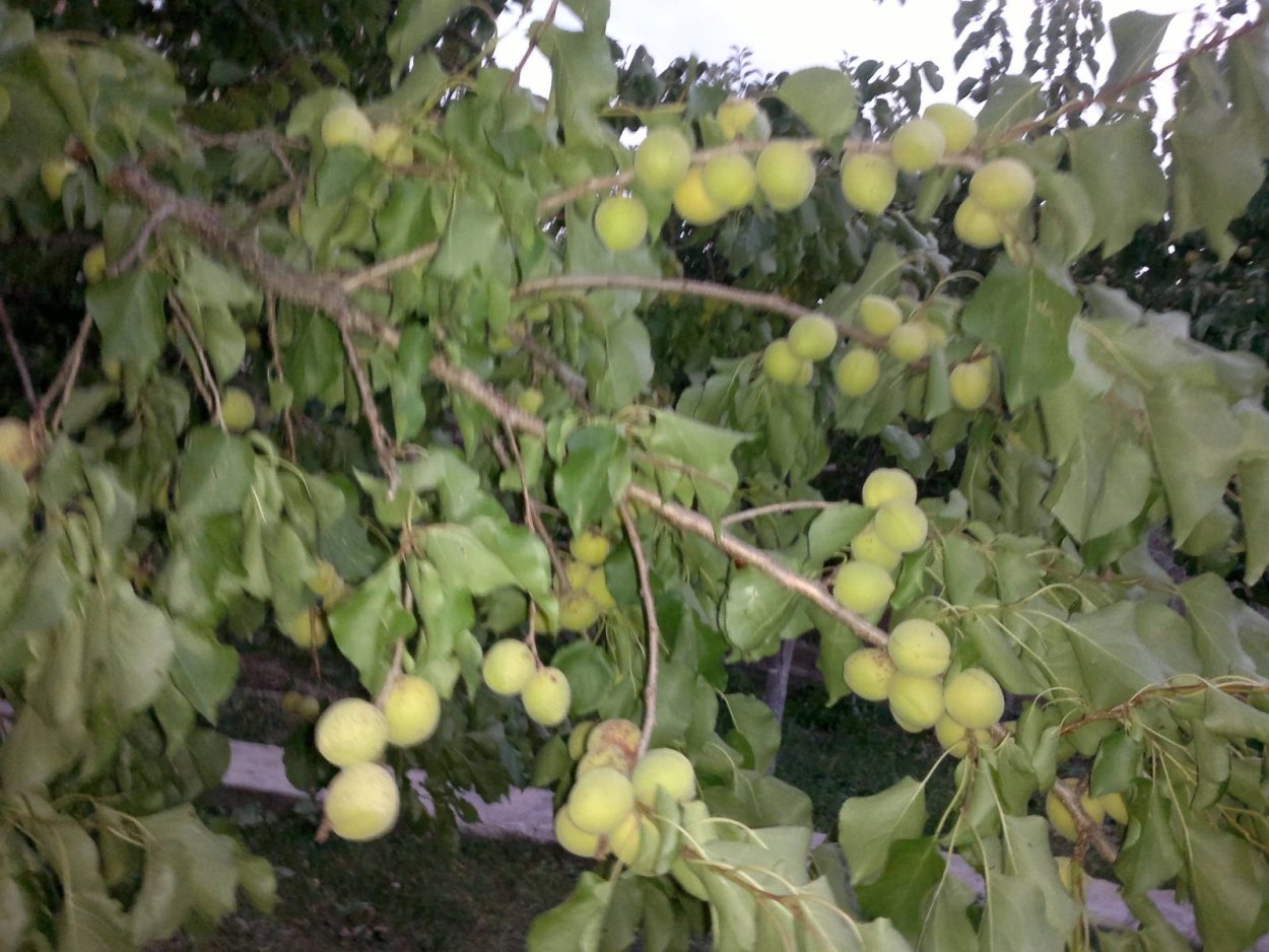 Абрикос дичка