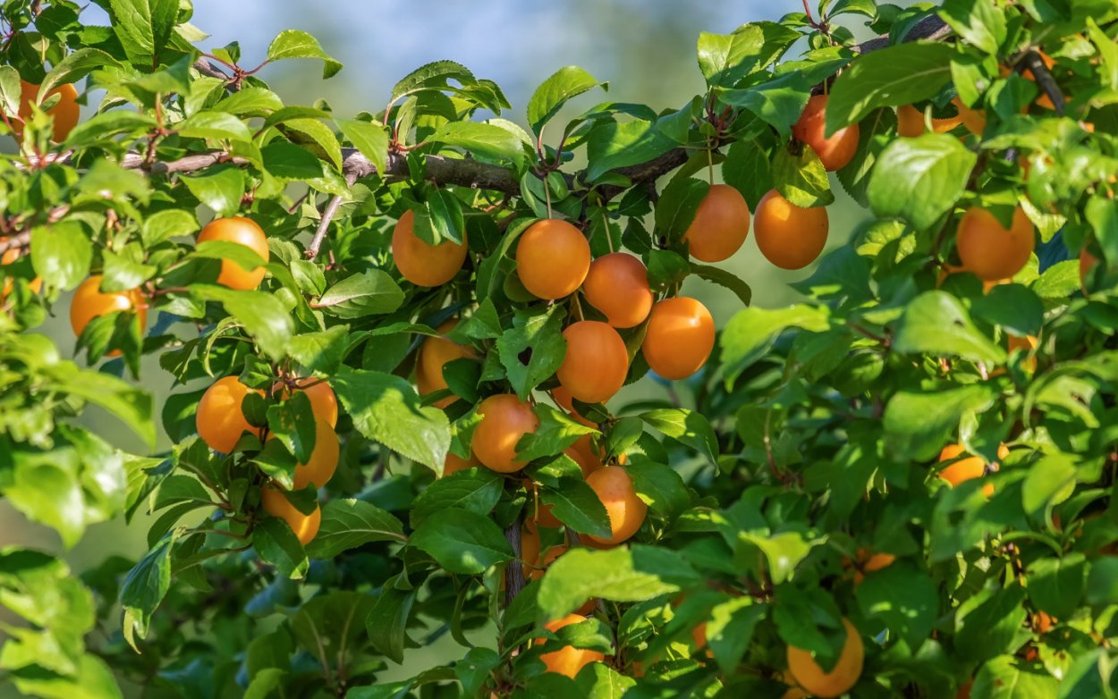 Алыча злато скифов