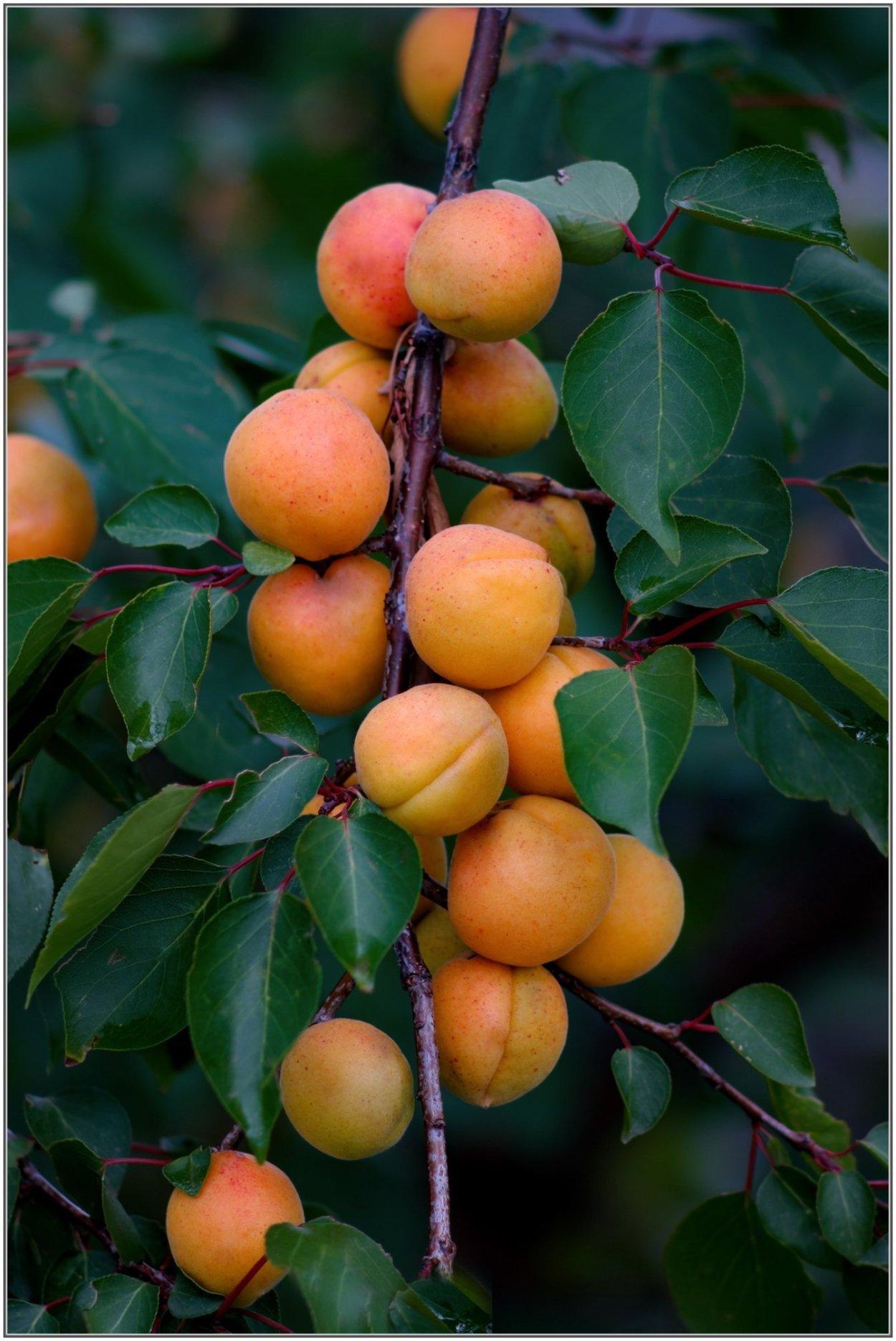Абрикос жердель