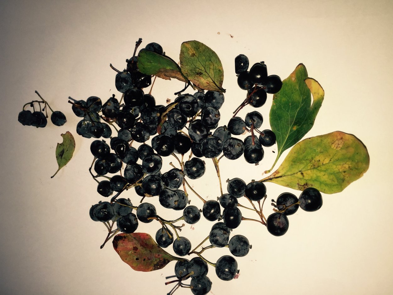 Тату ягоды эскизы