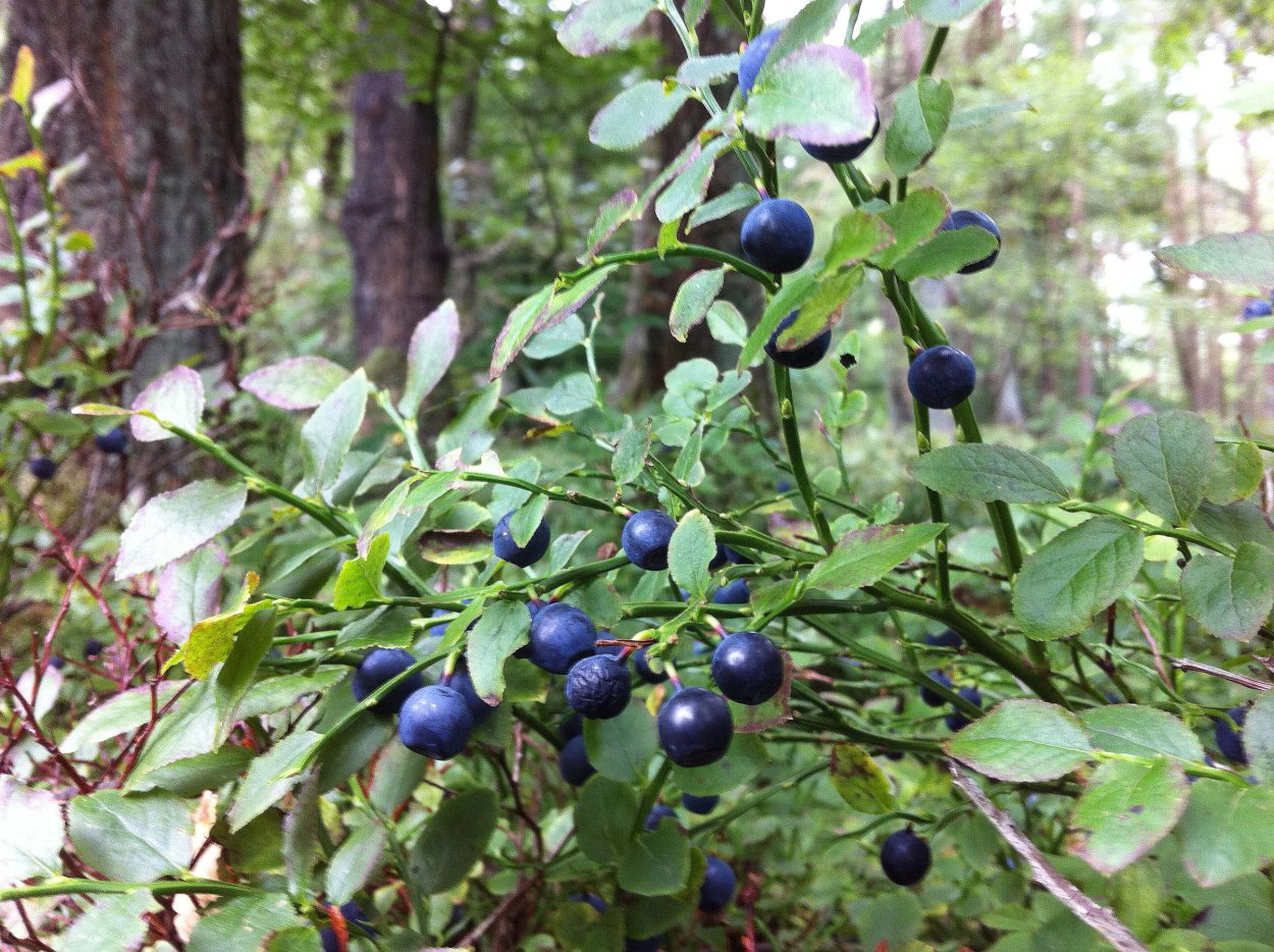 Лесная жимолость и Волчье лыко