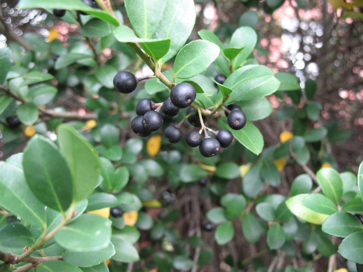 Cornus sanguinea