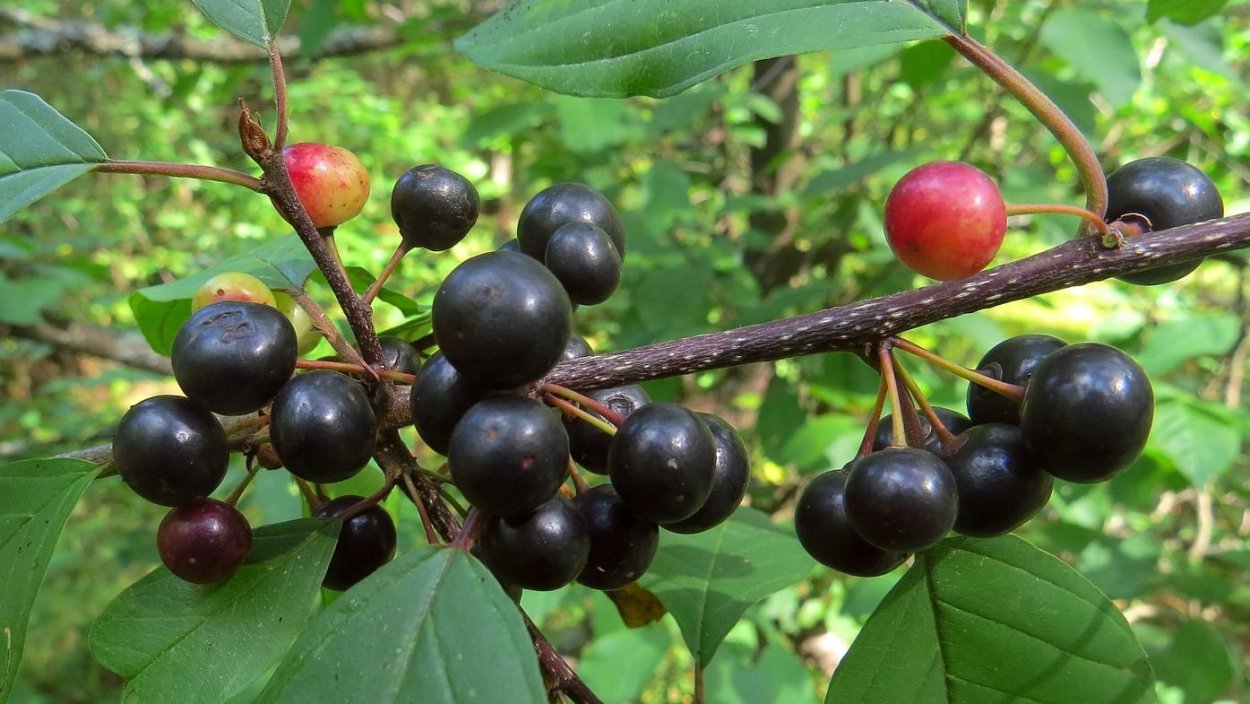 Волчья ягода (бирючина)