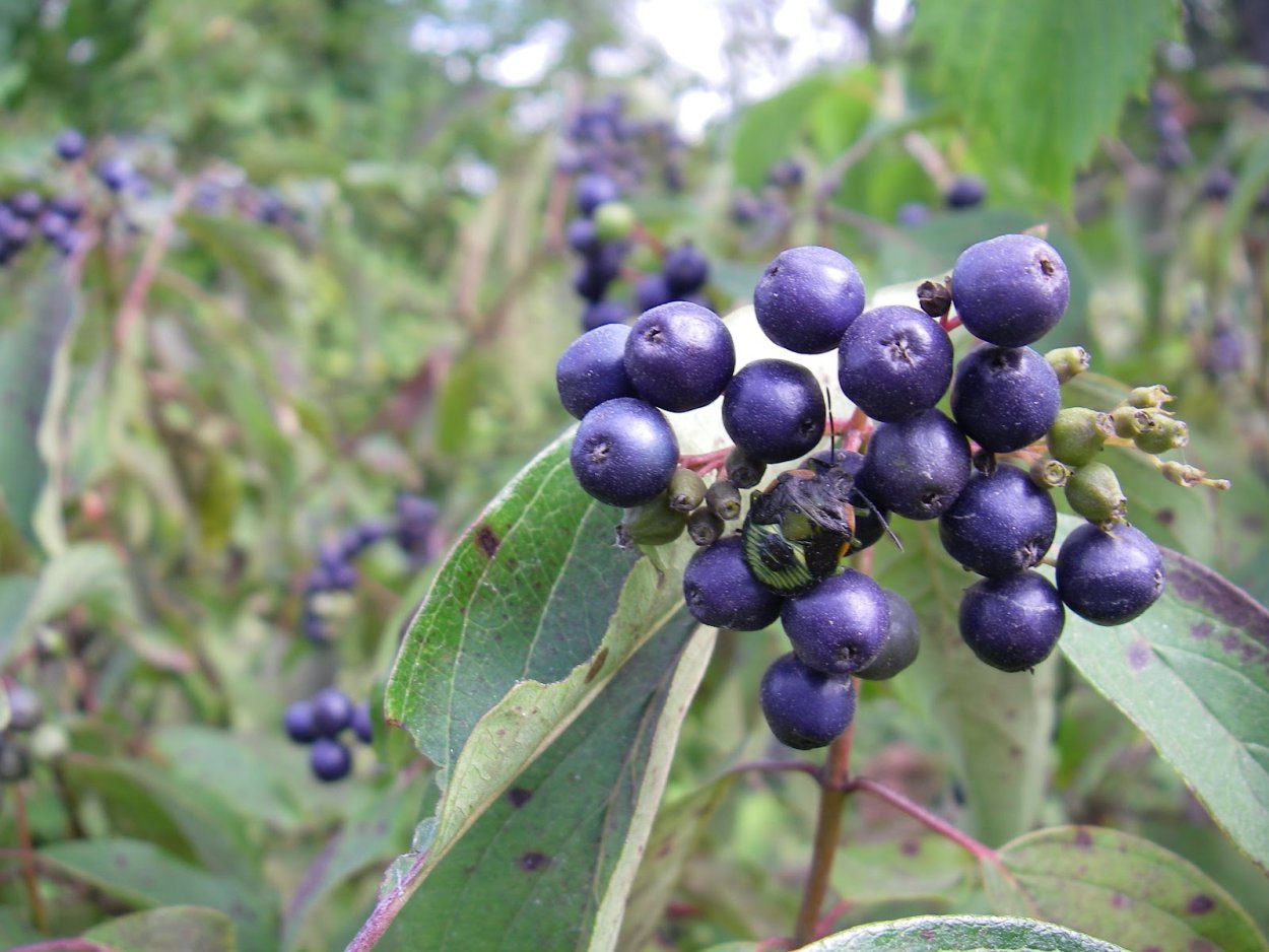 Ядовитые ягоды Бузина черная