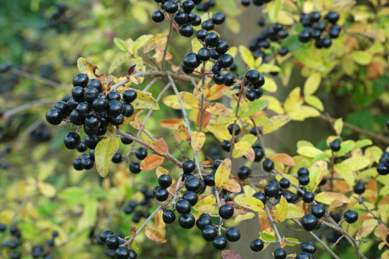 Сибирская Волчья ягода