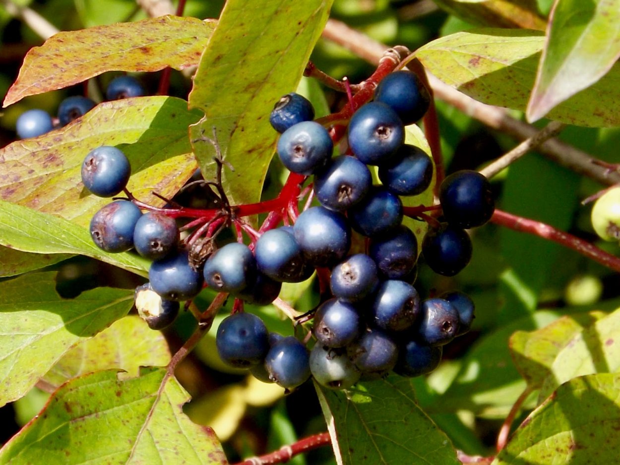 Волчья ягода (бирючина)