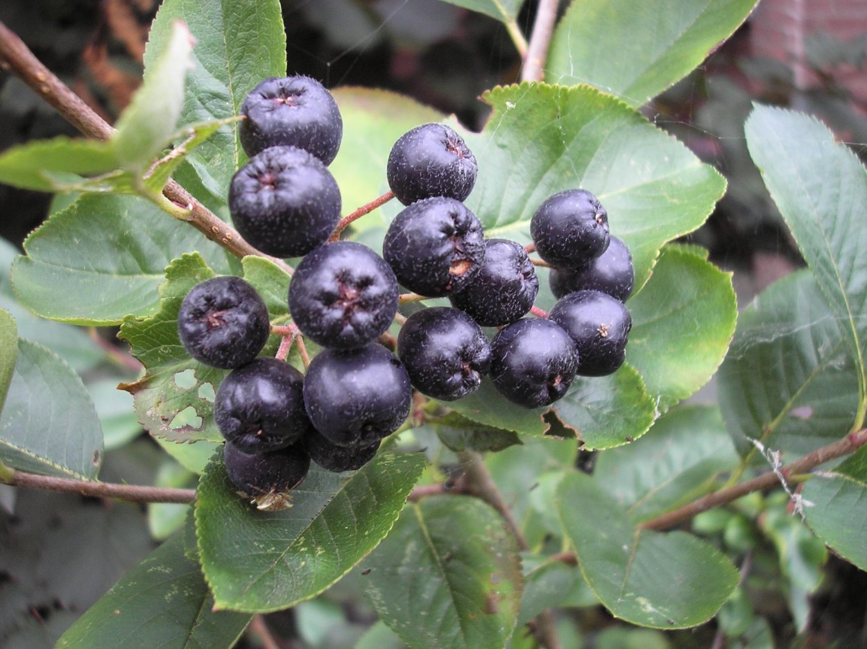 Бузина травянистая Sambucus ebulus l.