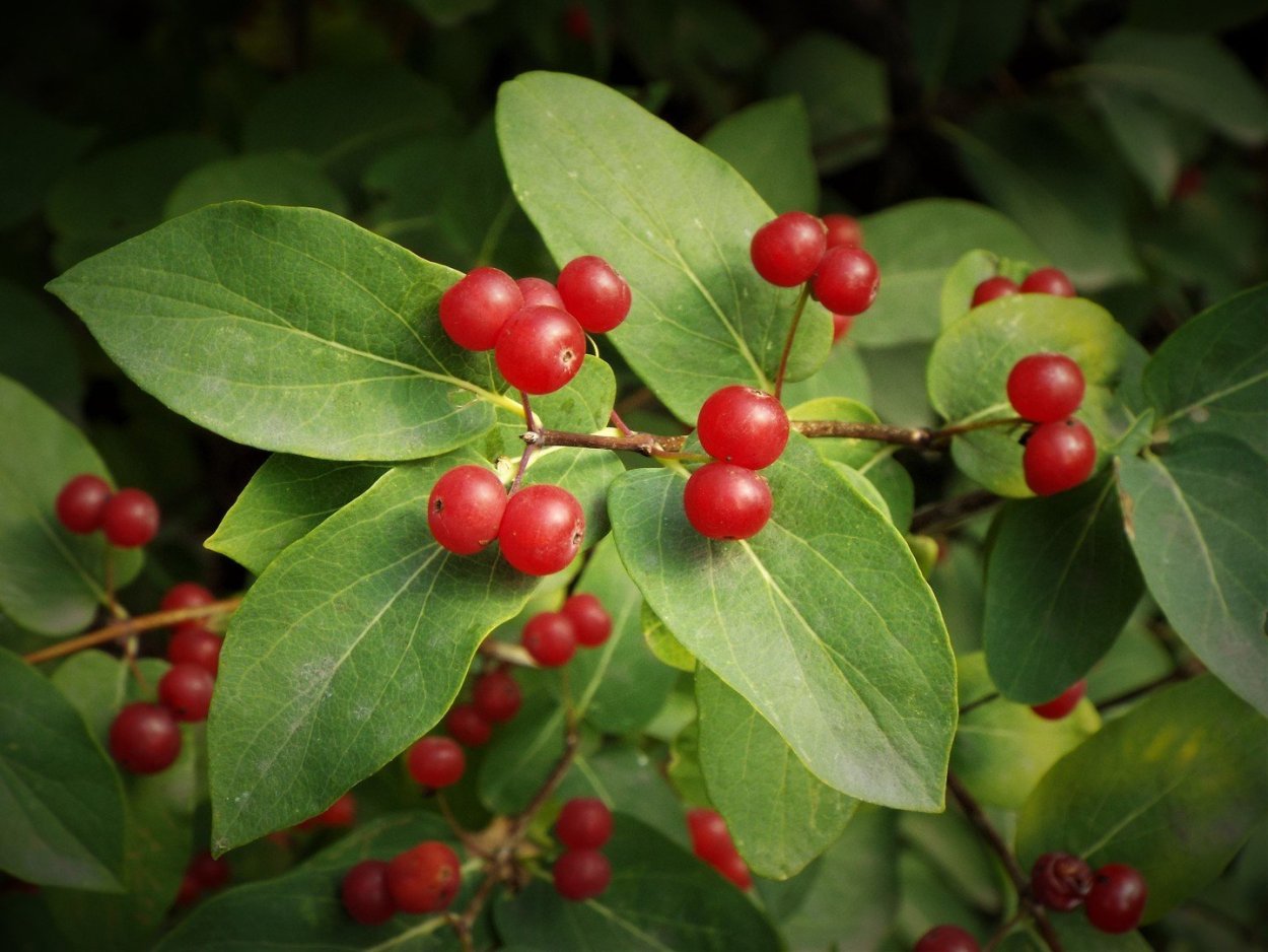 Волчья ягода черная кустарник