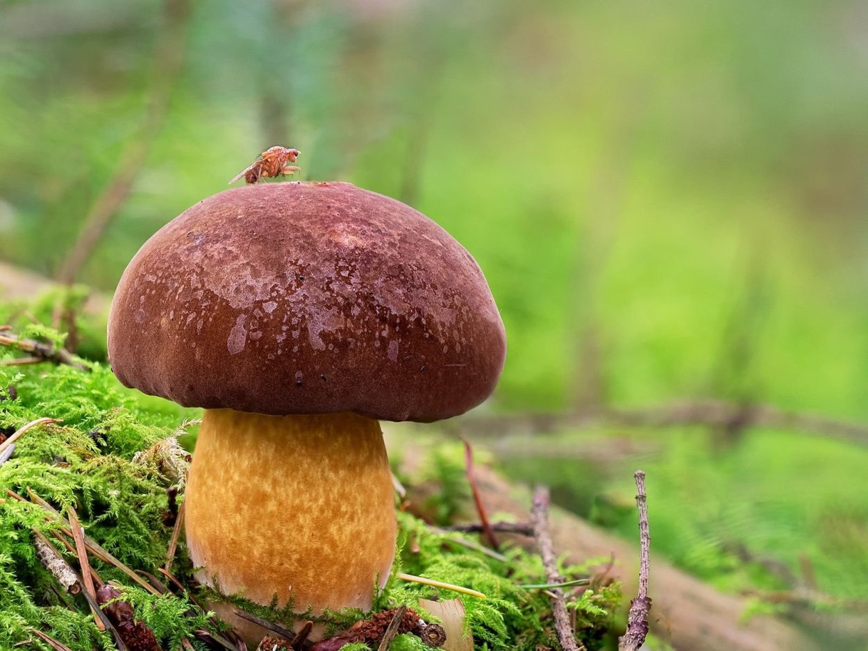 Подберезовик моховик