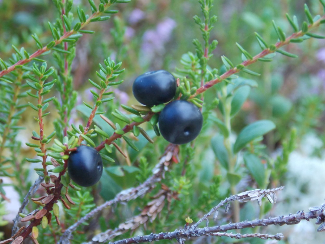 Волчья ягода арт