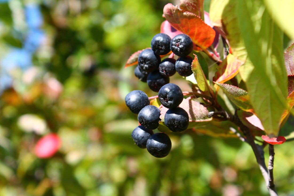 Жимолость Татарская (Lonícera tatárica)