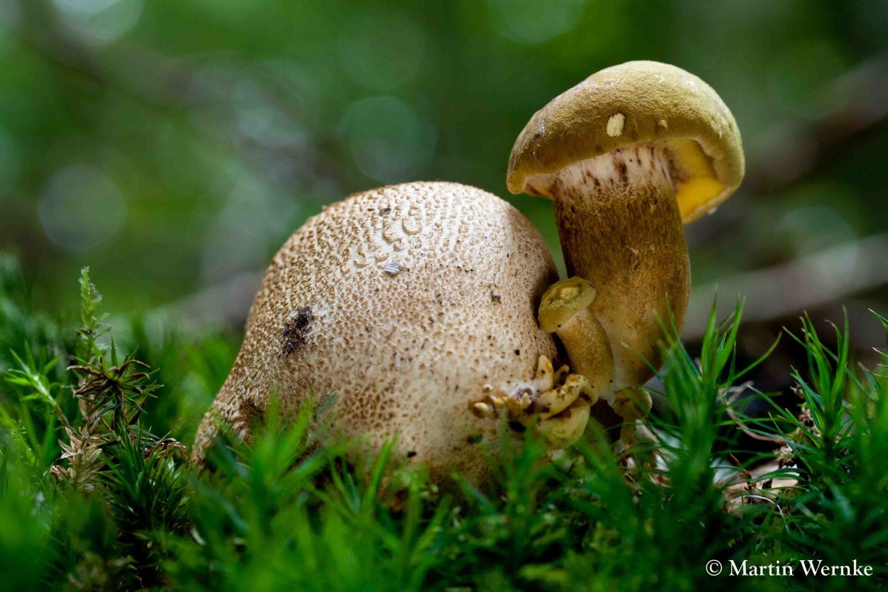 Польский гриб польский гриб Imleria Badia