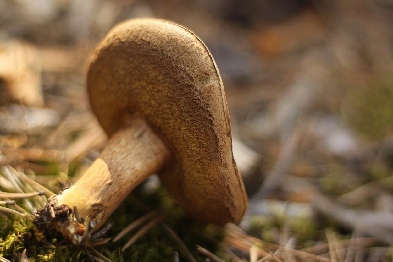 Гриб моховик пёстрый