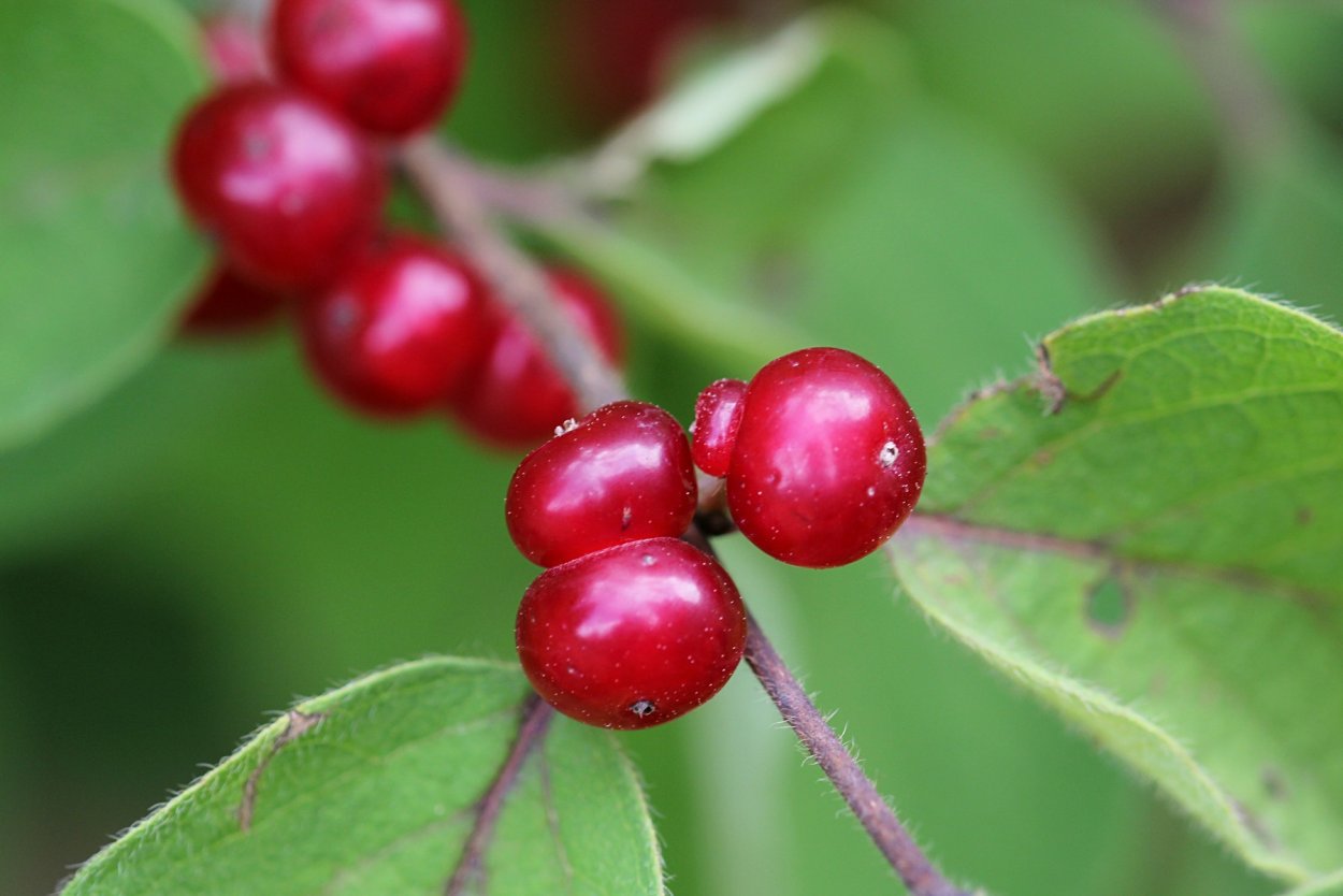 Жимолость обыкновенная (Lonicera xylosteum)