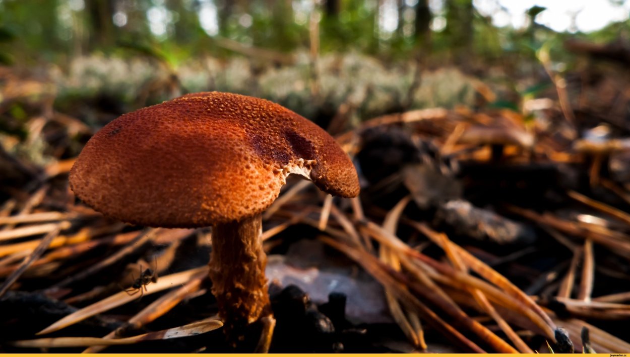 Загадка про гриб моховик