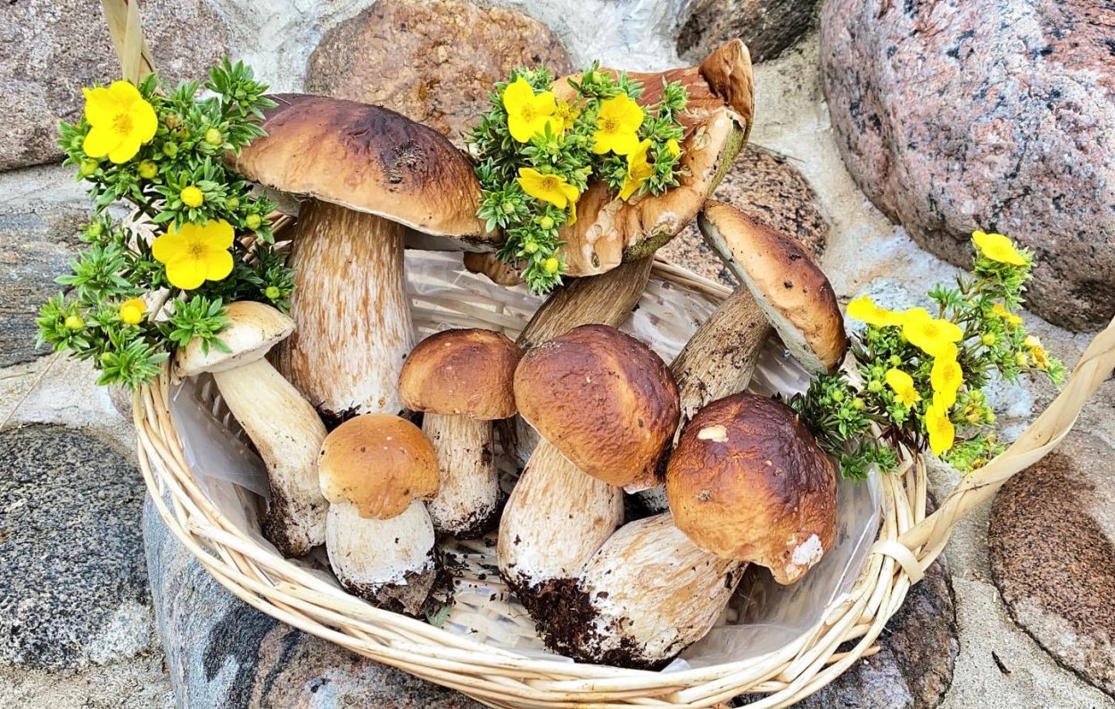 Съедобные грибы Липецкой области