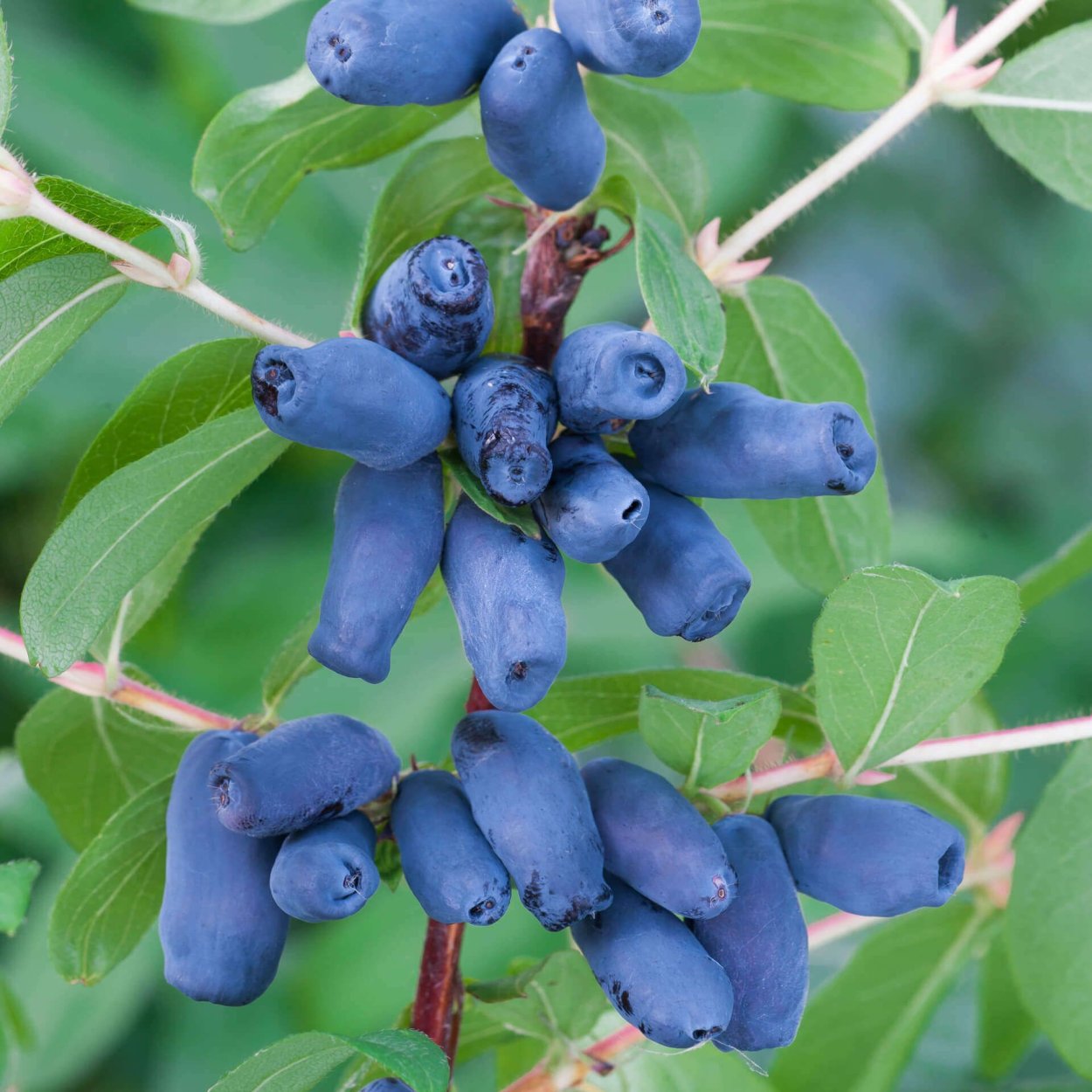 Жимолость Татарская Морроу