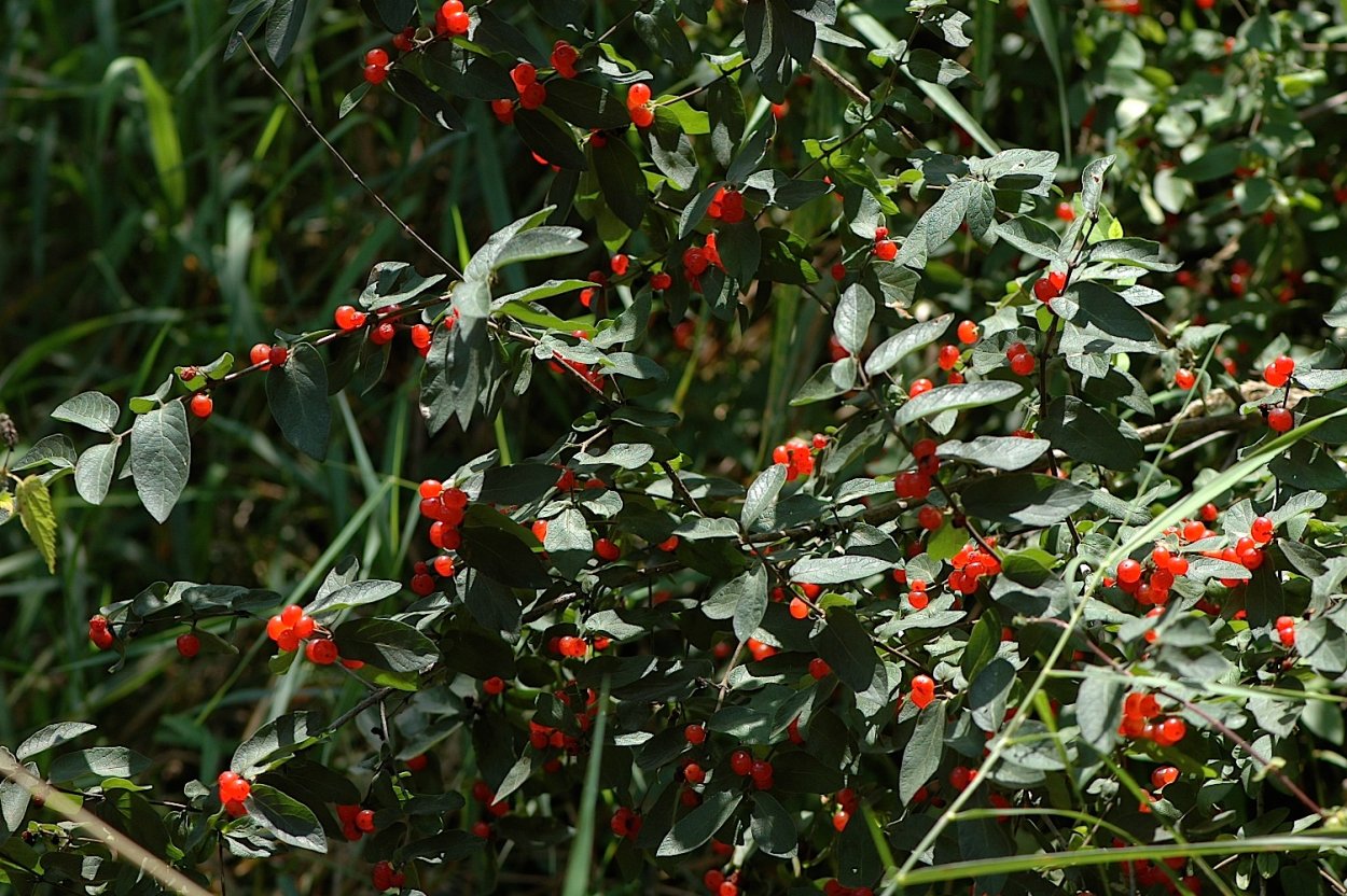 Жимолость Лесная