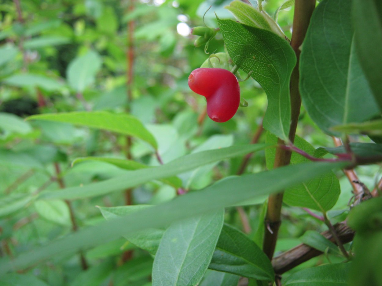 Жимолость красная съедобная