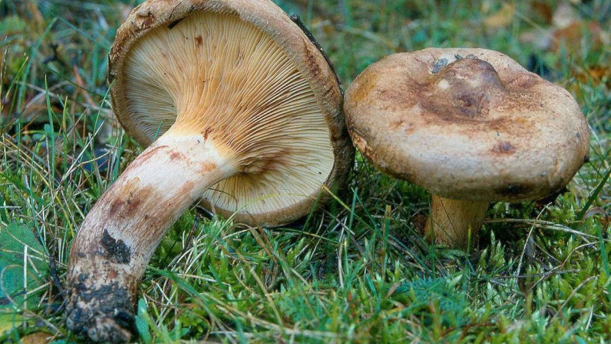 Свинушка гриб