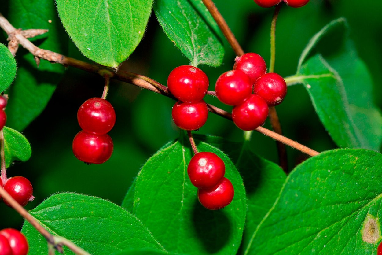 Жимолость Лесная