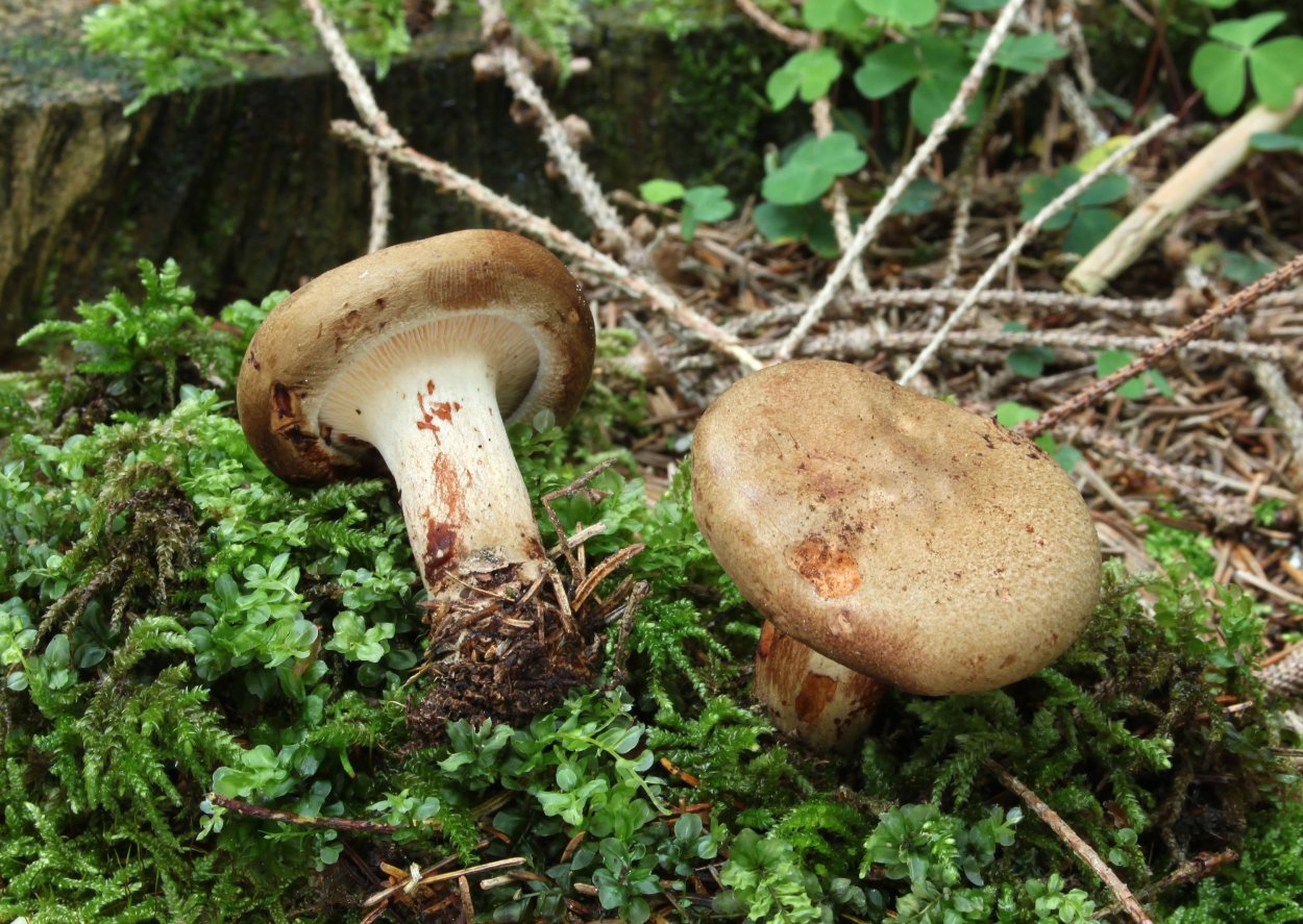 Свинушка Paxillus rubicundulus