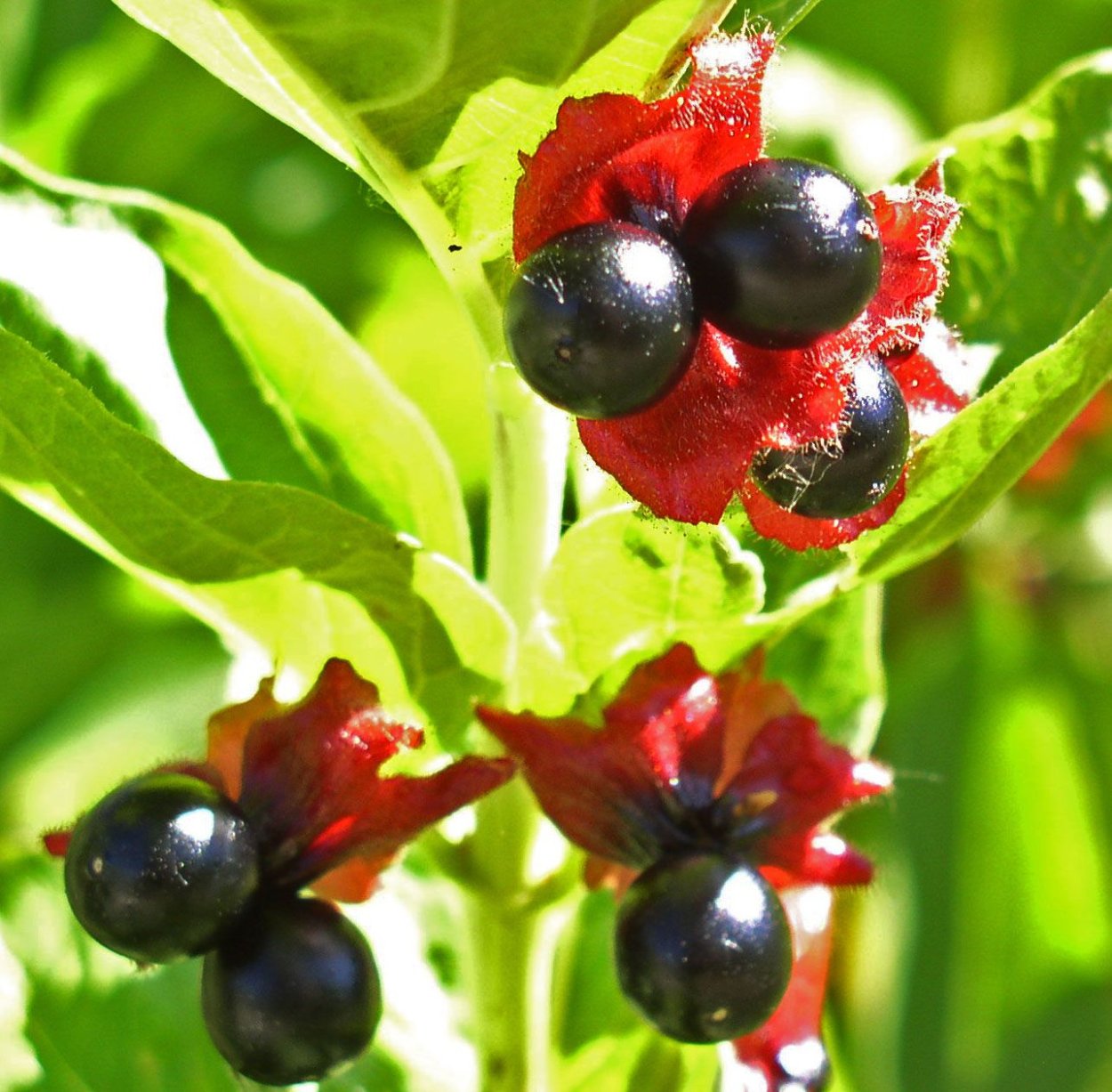 Черника миртолистная