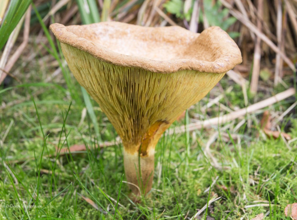 Грибы волнушки свинушки