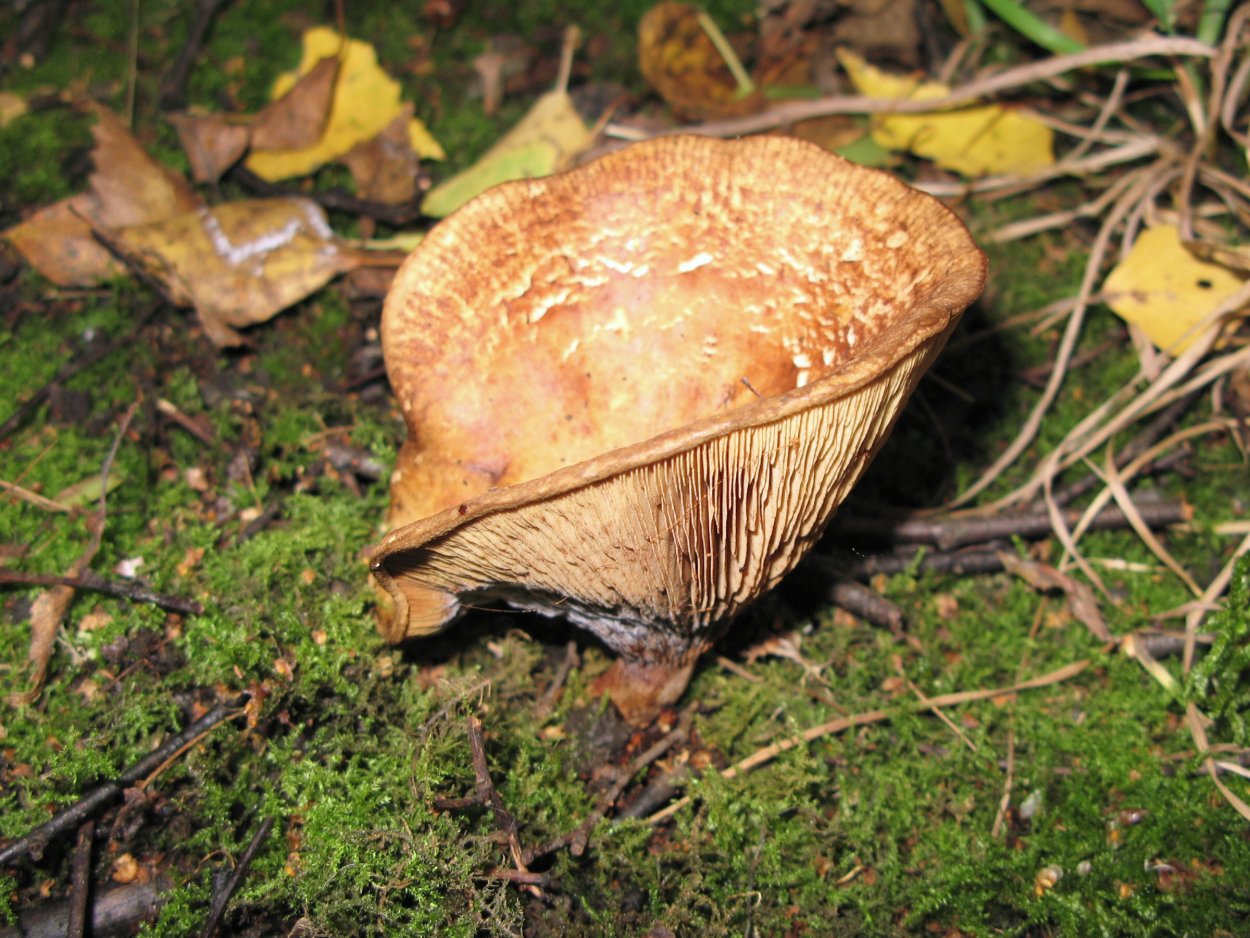 Дунька гриб свинушка