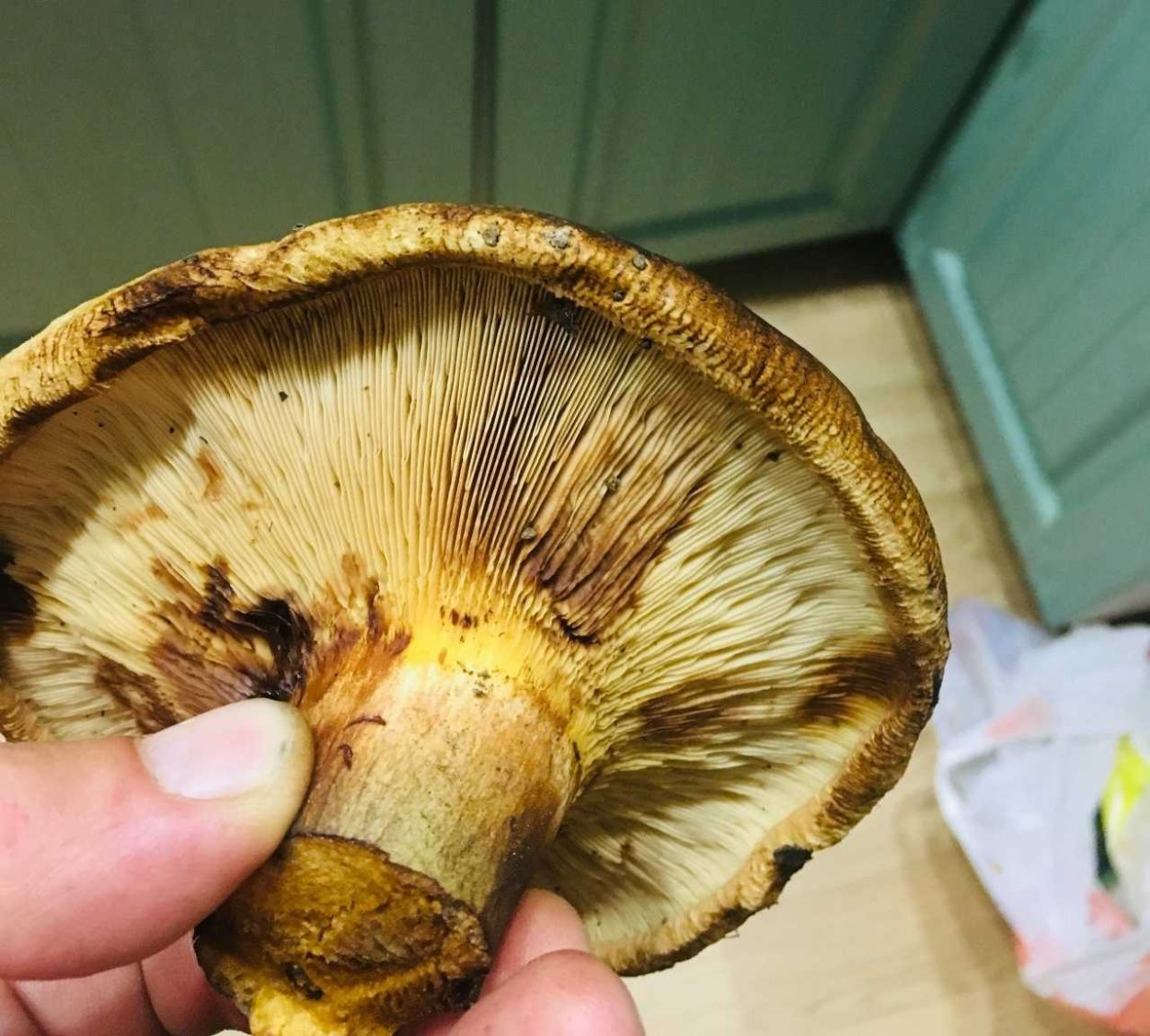 Свинушка уховидная