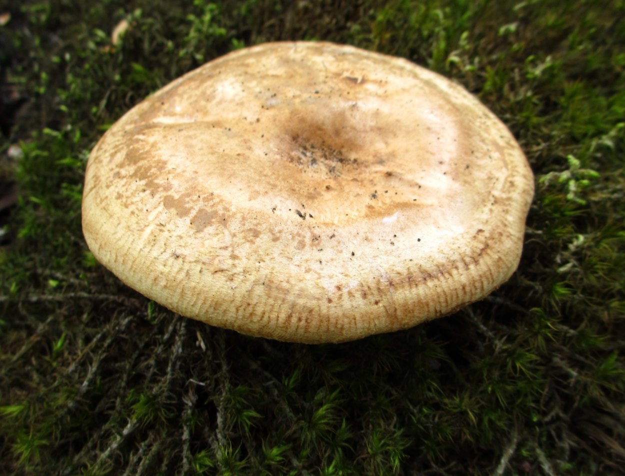 Свинушка Paxillus rubicundulus