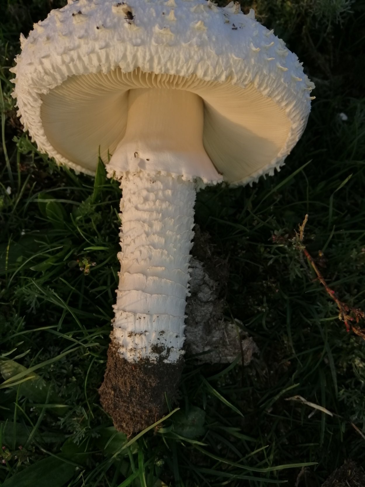 Мухомор Виттадини