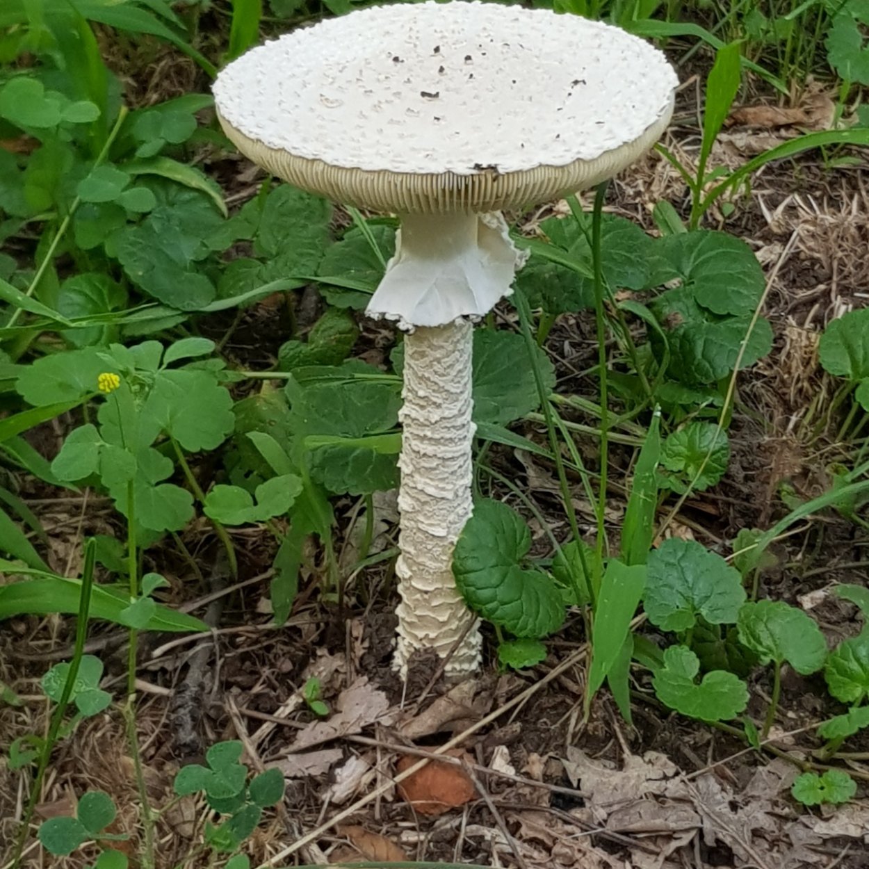 Мухомор и белый гриб