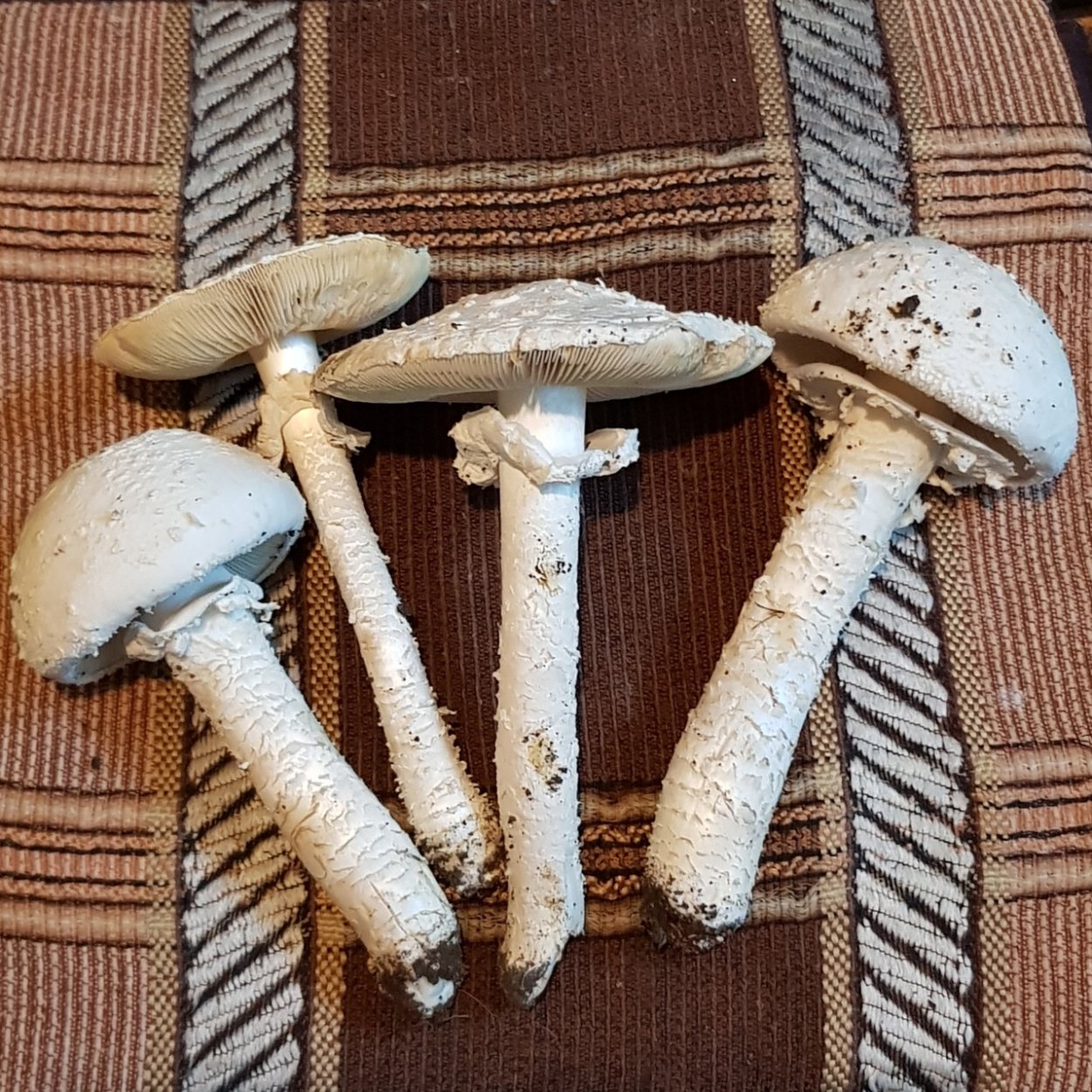 Мухомор Виттадини